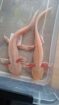 2 goldalbino Axolotl mit komplettem Zubehör zu verkaufen