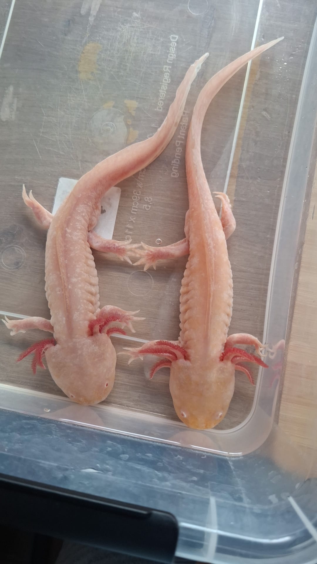 2 goldalbino Axolotl mit komplettem Zubehör zu verkaufen