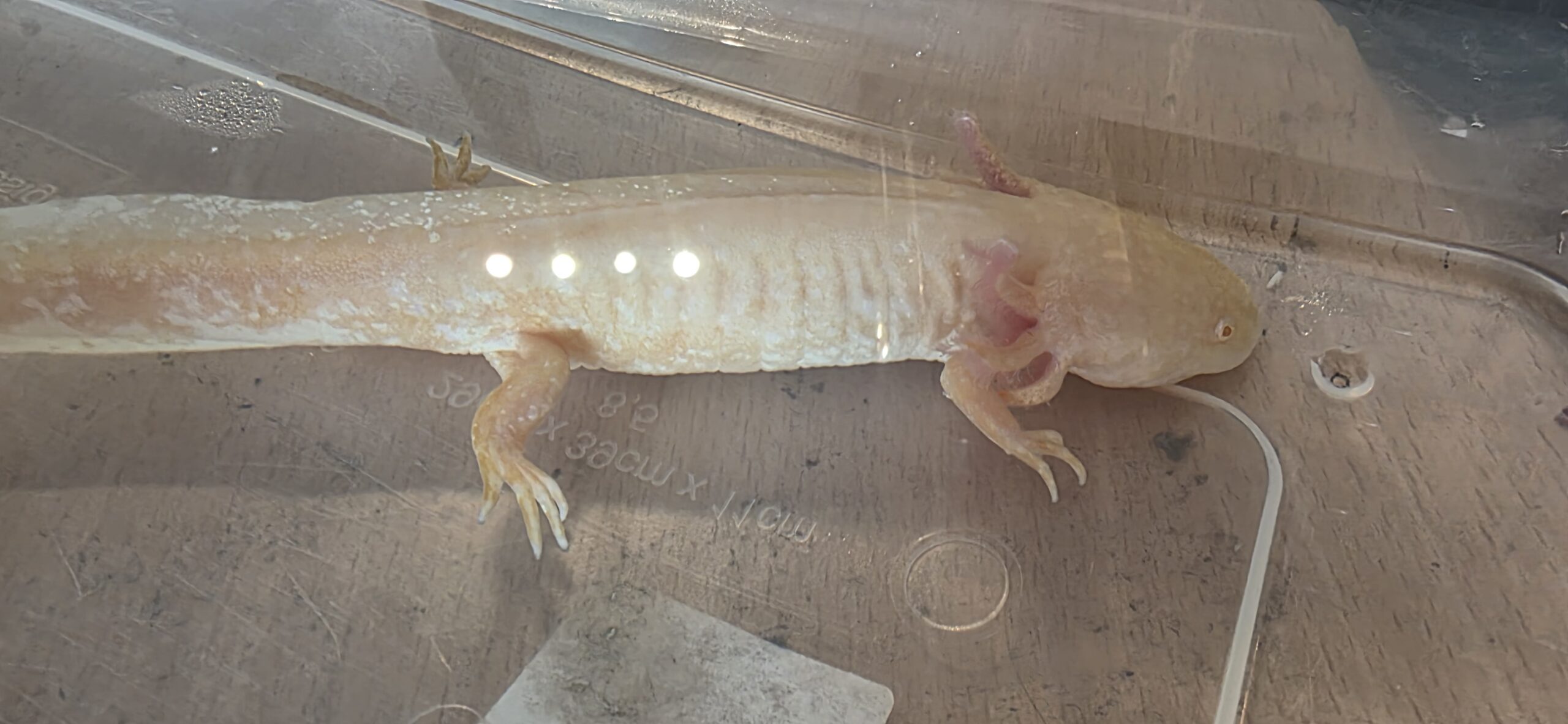 Goldalbino weiblich adult