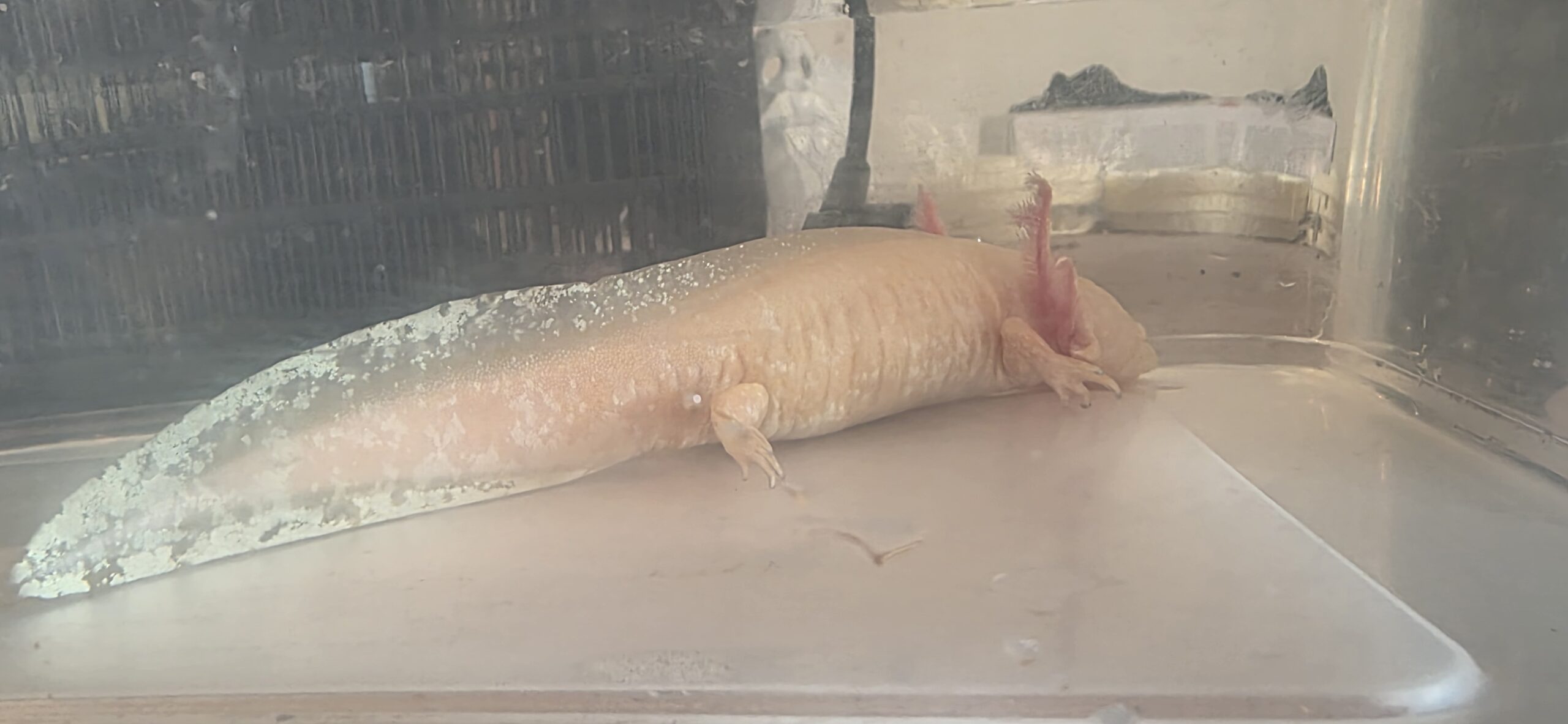Goldalbino weiblich adult