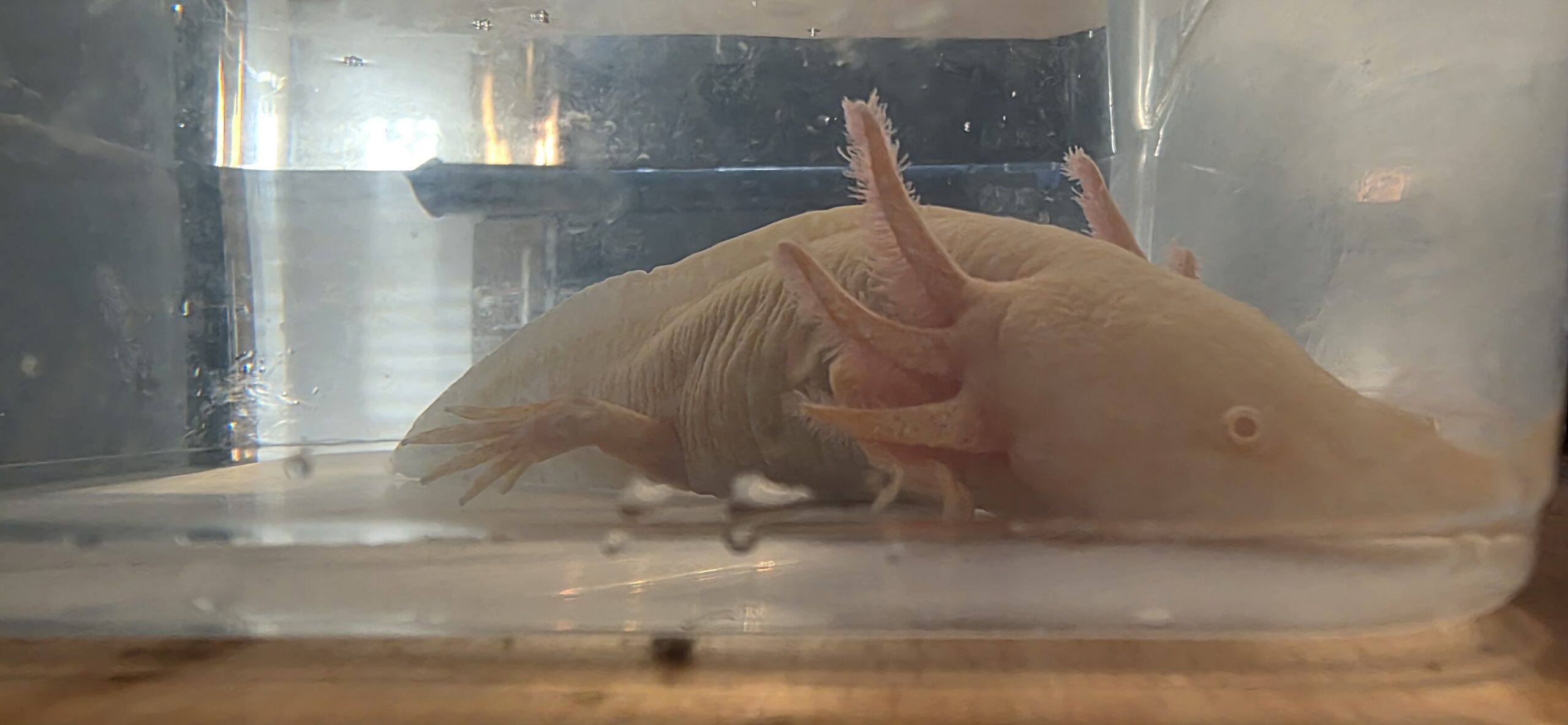 Goldalbino weiblich adult