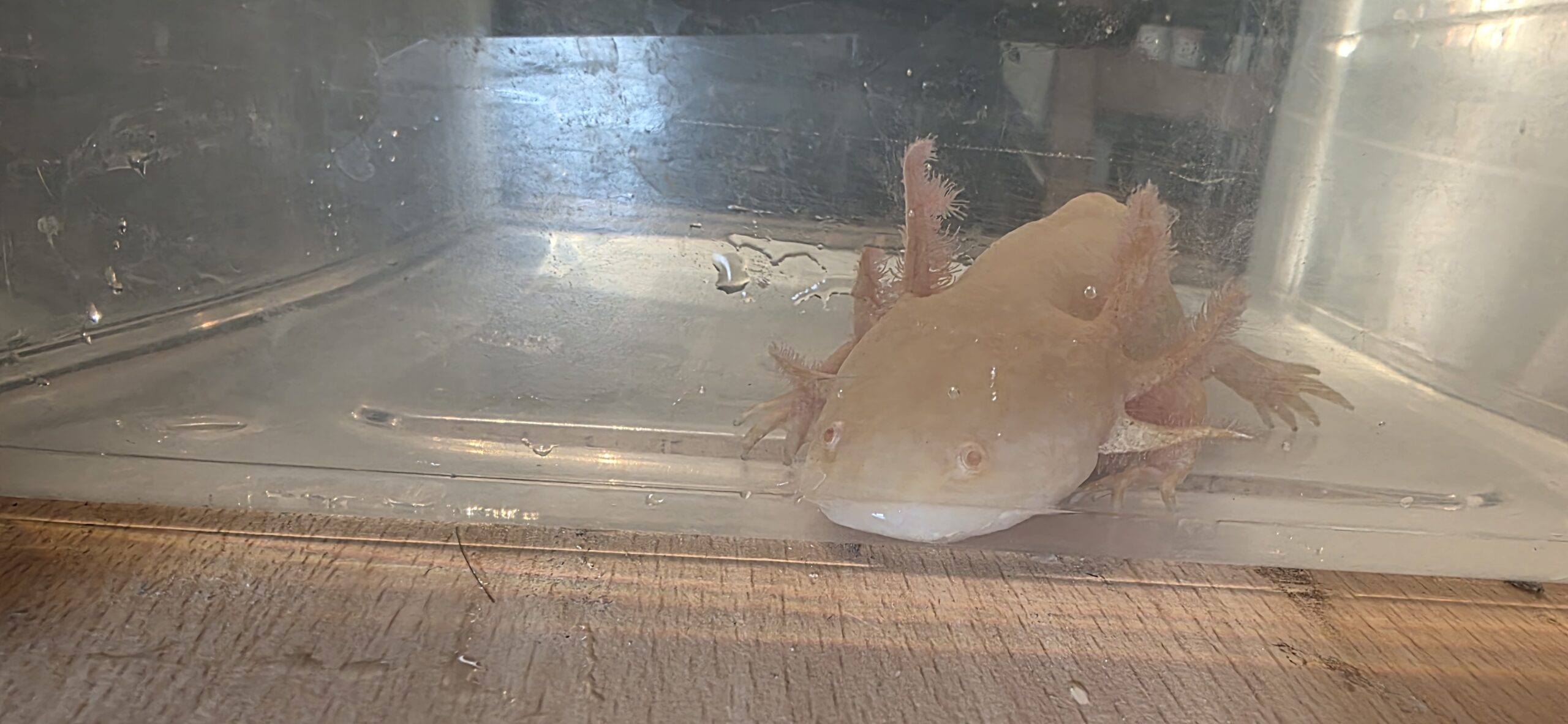 Goldalbino weiblich adult