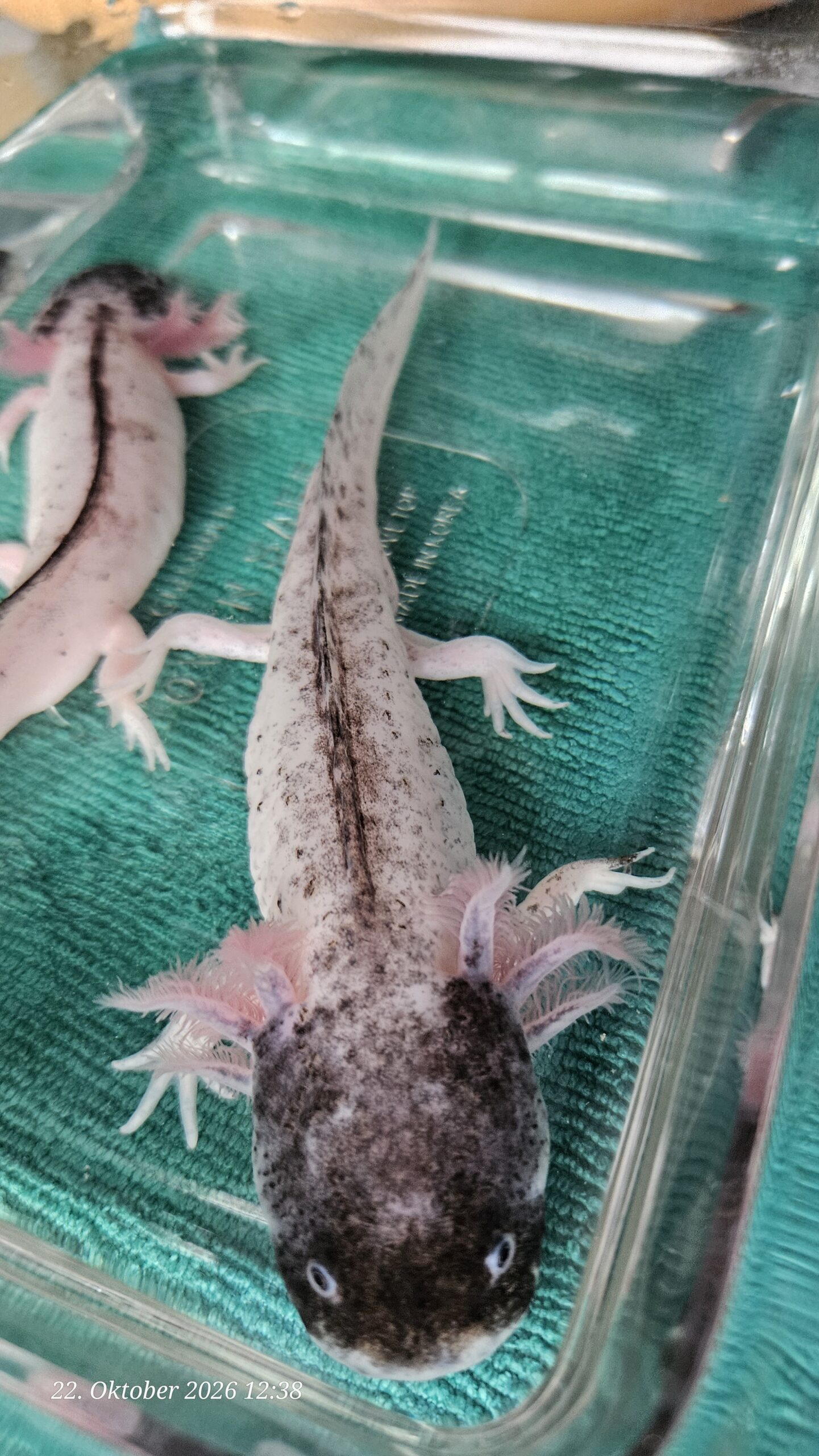 Harlekin Männchen