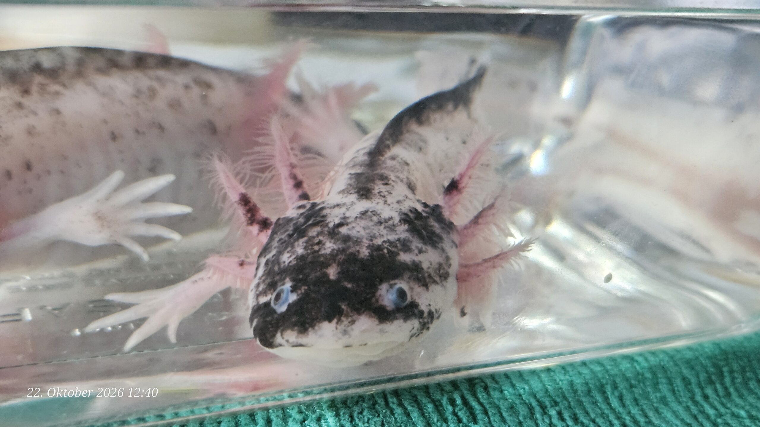 Harlekin Männchen