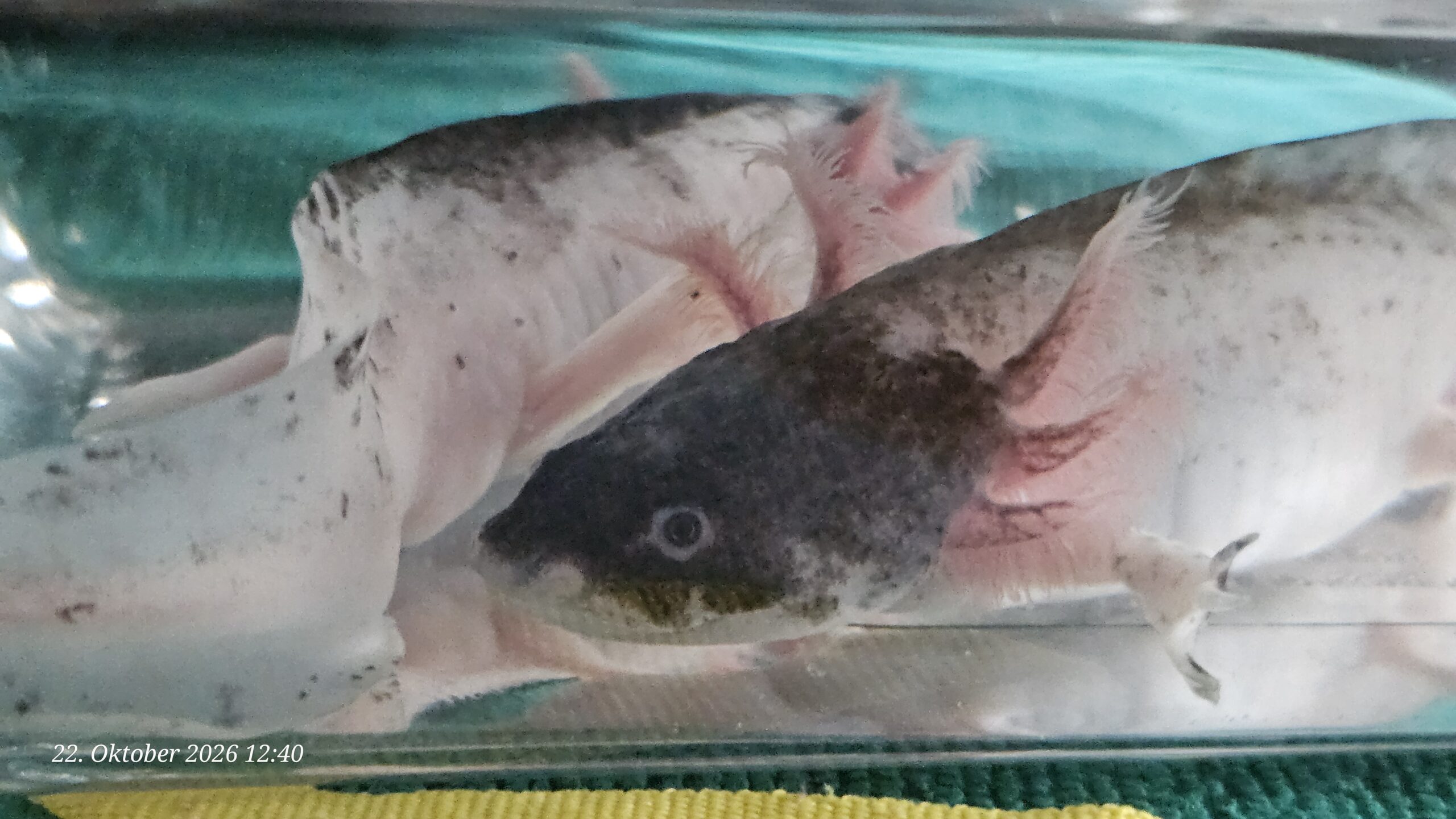 Harlekin Männchen