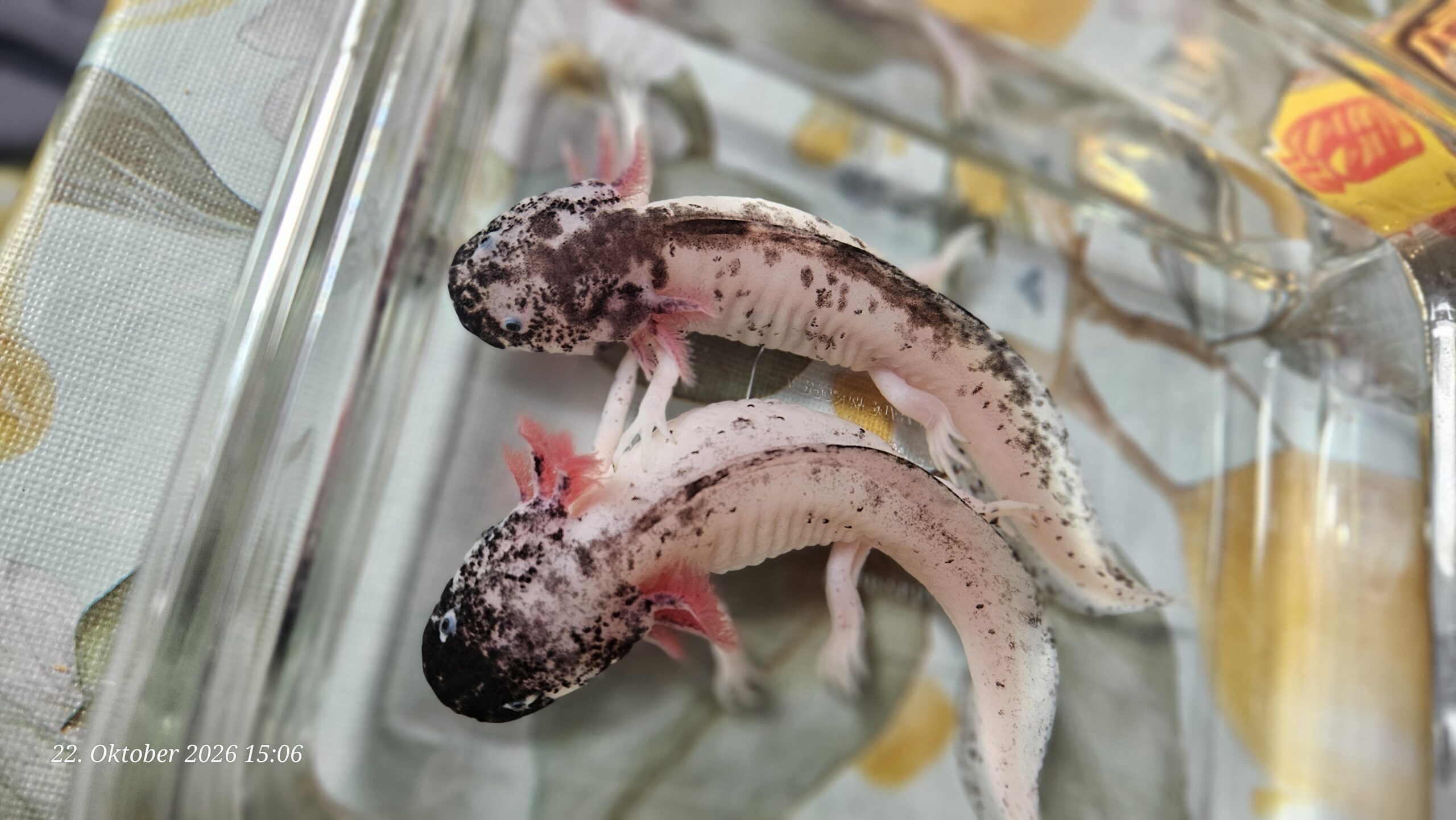Harlekin Weibchen