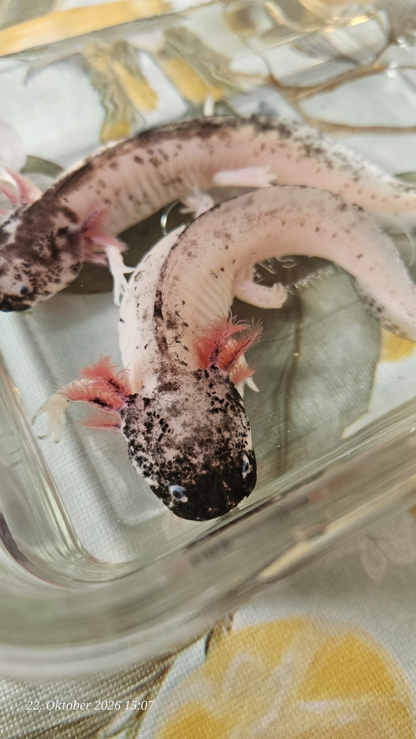 Harlekin Weibchen