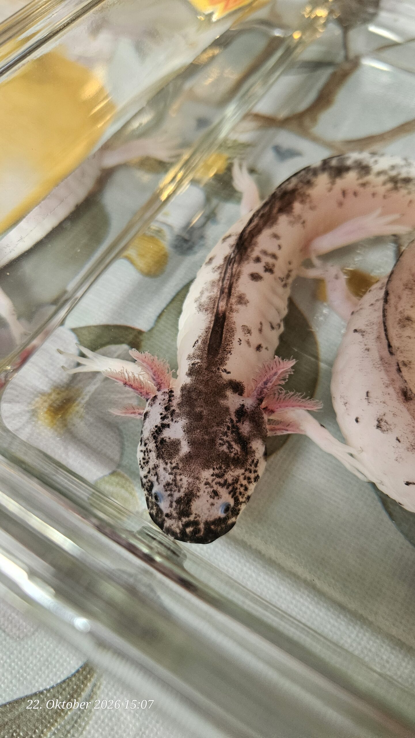 Harlekin Weibchen