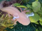 Axolotl männl. und weiblich.