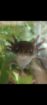 3 männliche Axolotl inkl Aqaurium