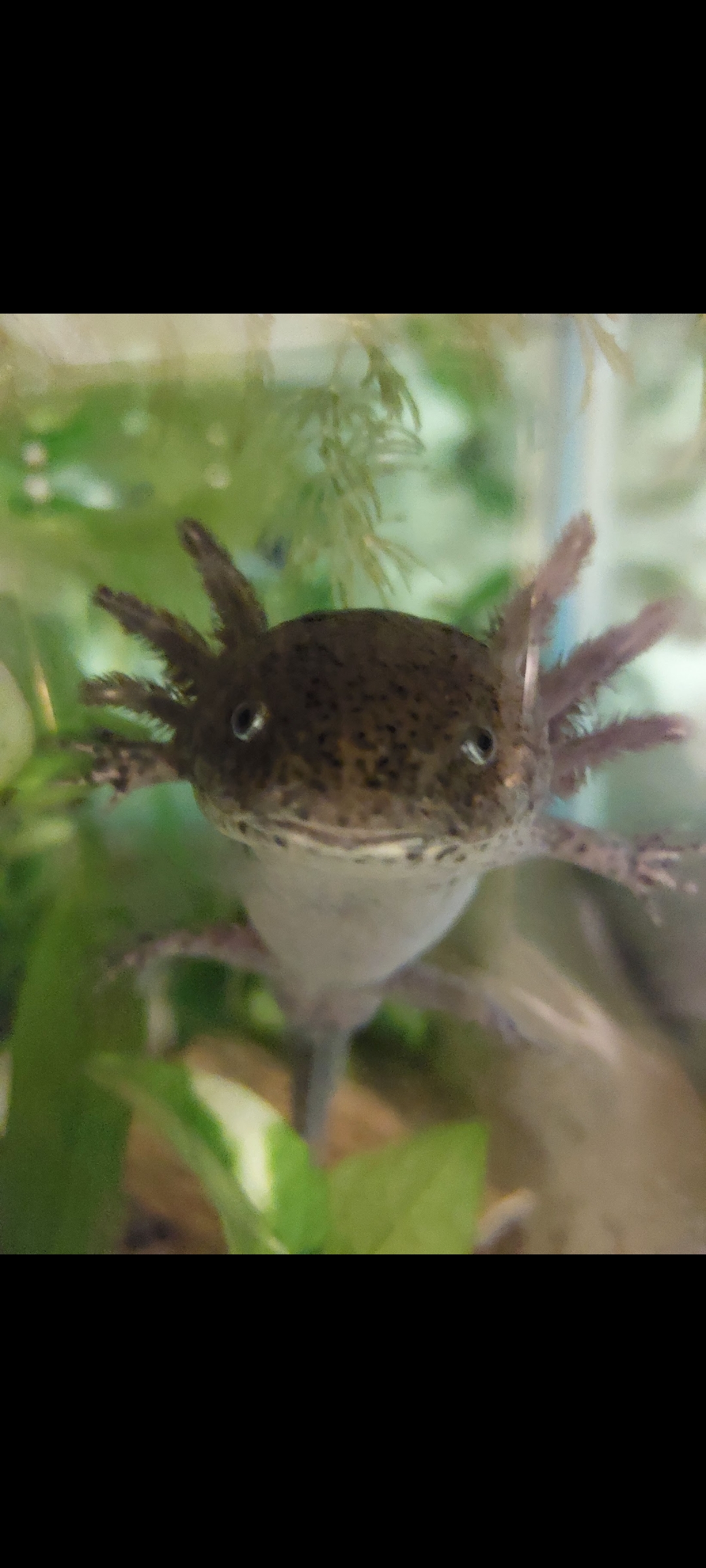 3 männliche Axolotl inkl Aqaurium