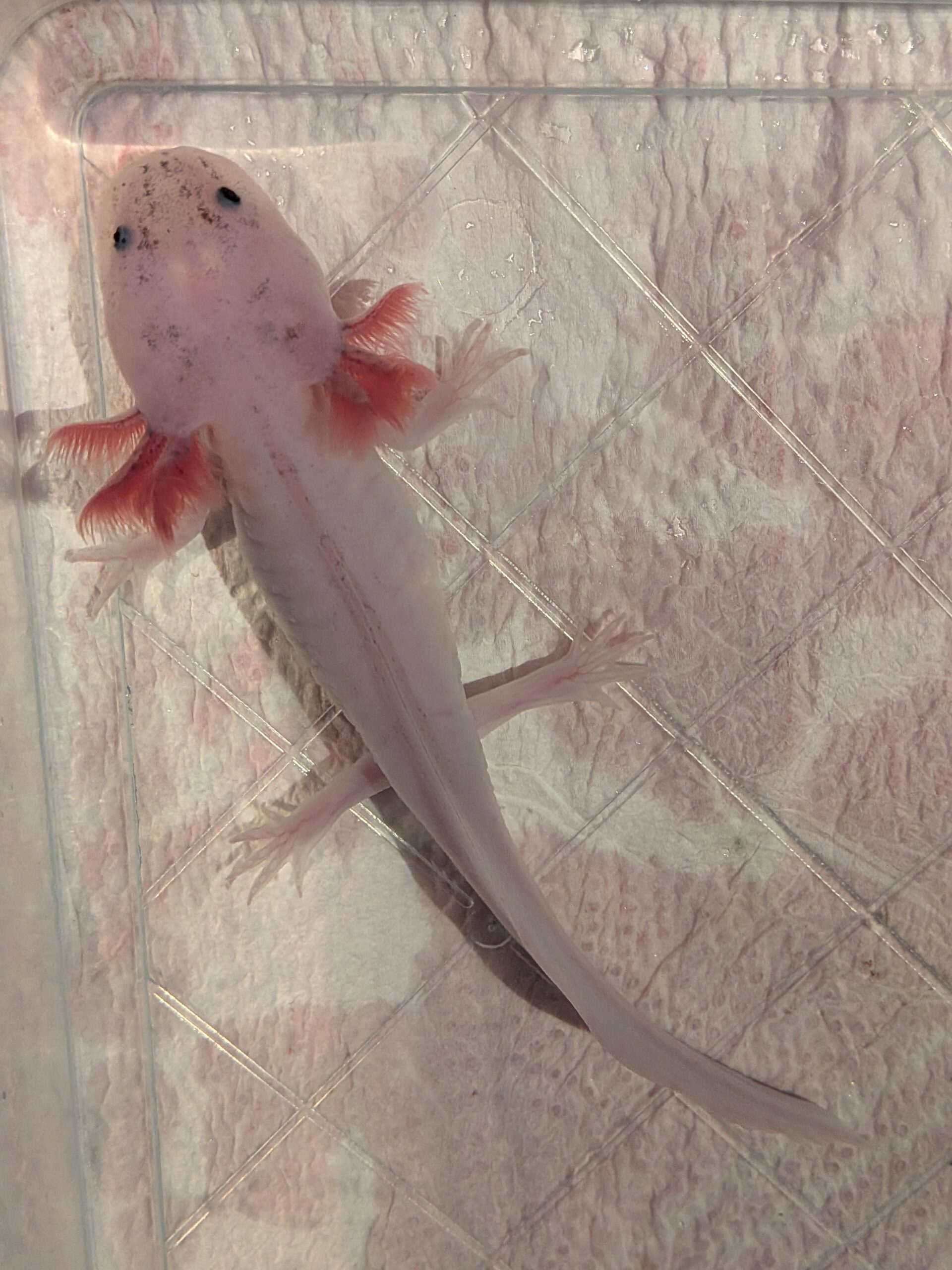 Extra-Harlekin-Axolotl dringend Hilfe in NRW