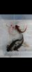 3 männliche Axolotl inkl Aqaurium
