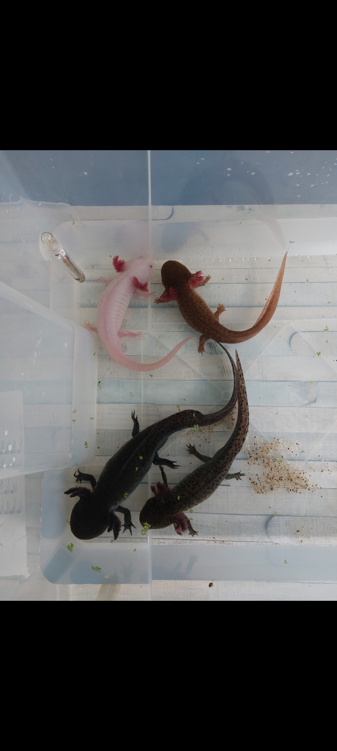 3 männliche Axolotl inkl Aqaurium