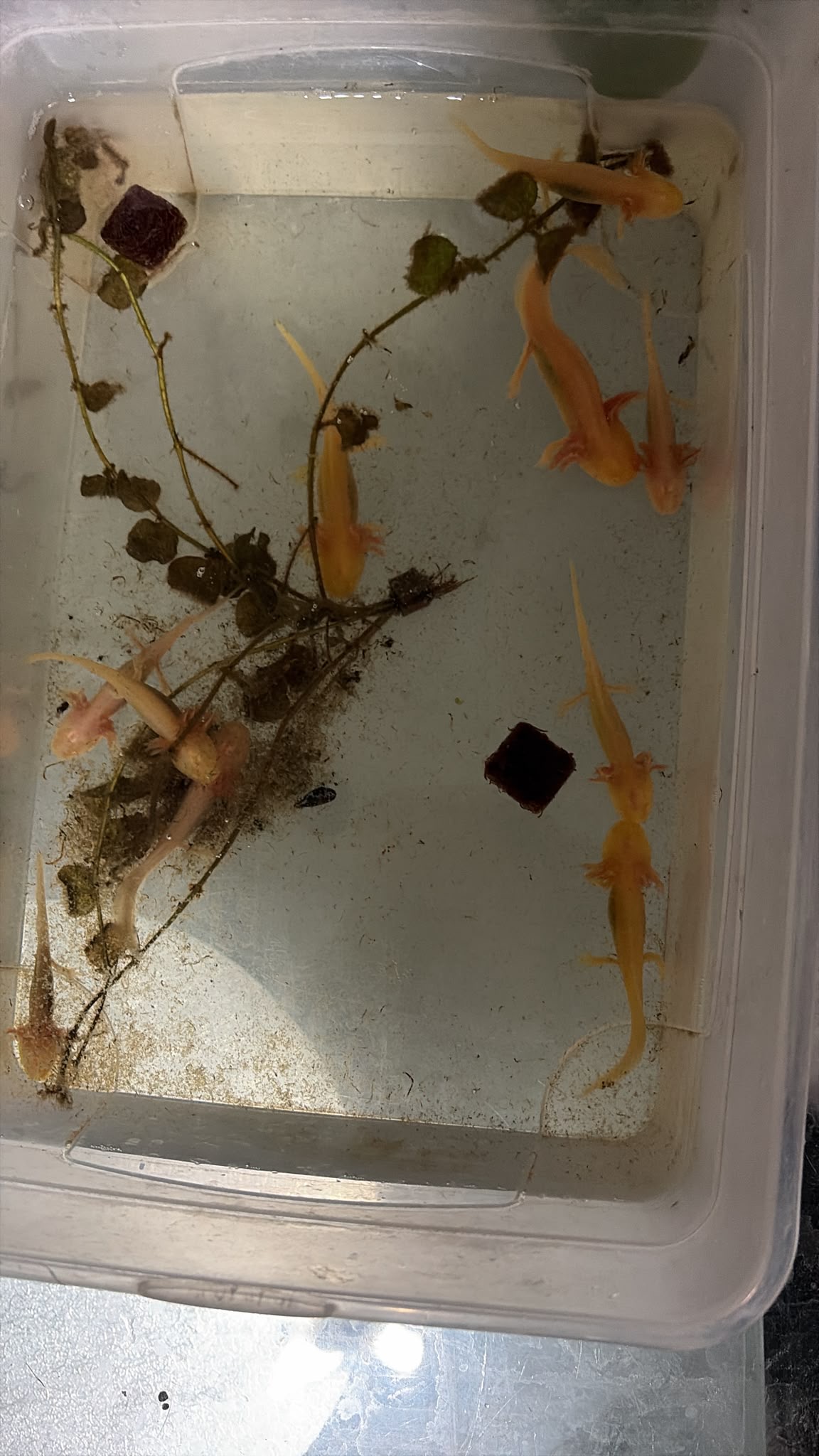 Axolotl nachzucht