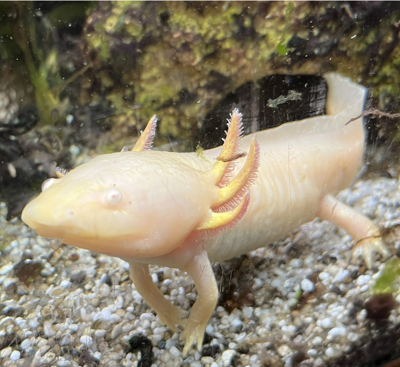 3 Axolotl abzugeben