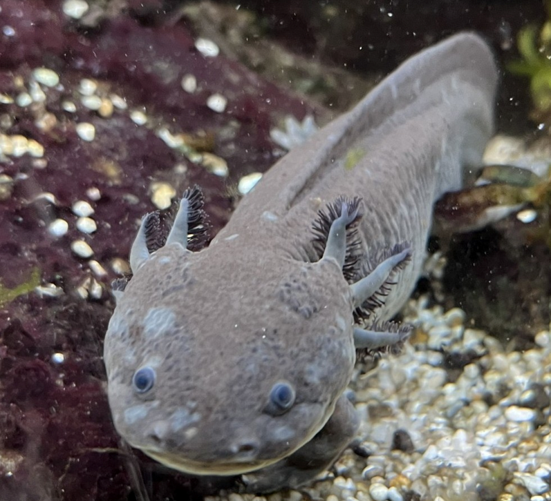 3 Axolotl abzugeben