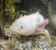 3 Axolotl abzugeben