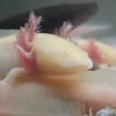 Axolotl Jungtiere