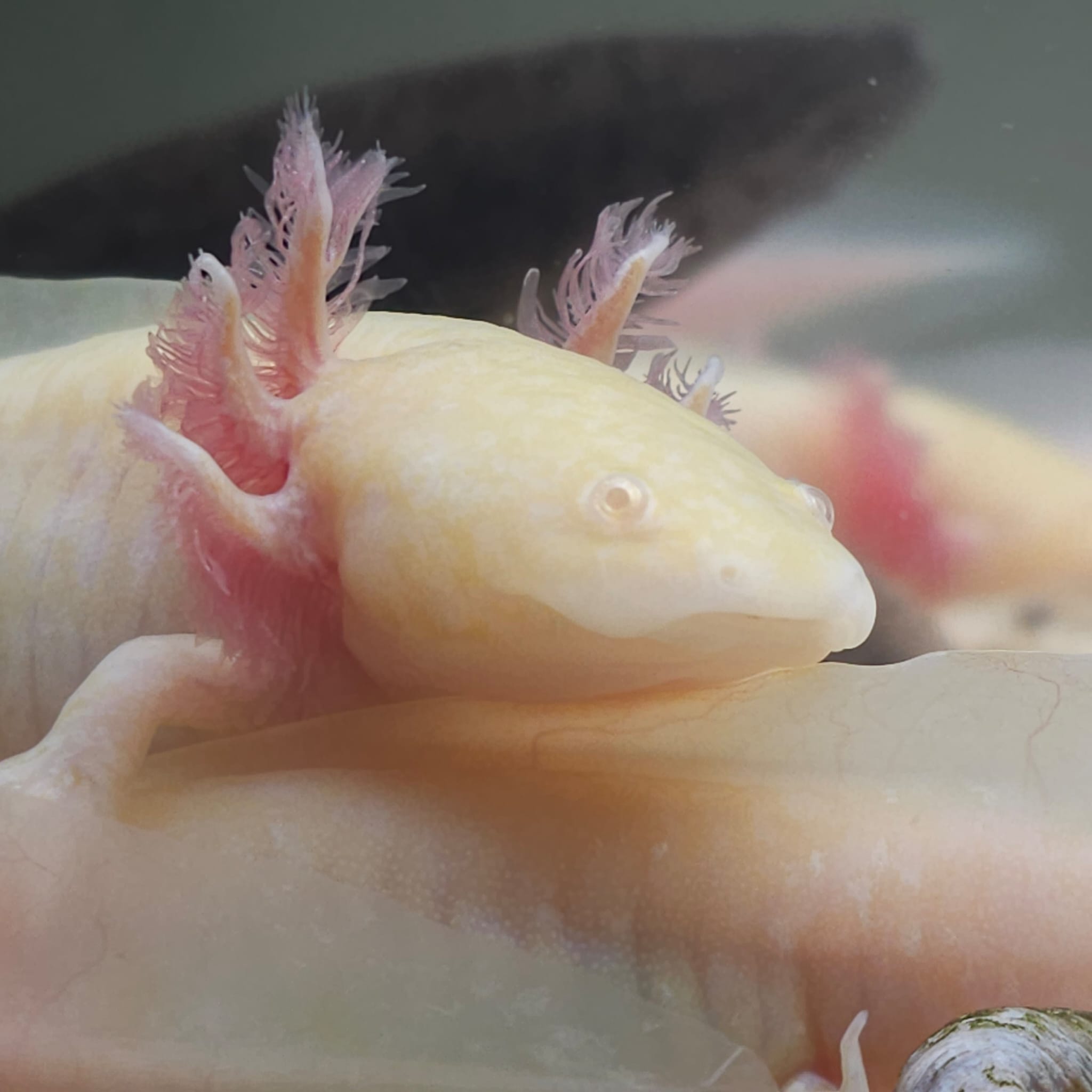 Axolotl Jungtiere