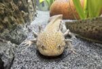 Axolotl einzeln, oder als gesamtes Set mit Aquarium und Kühler.