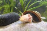 Axolotl einzeln, oder als gesamtes Set mit Aquarium und Kühler.