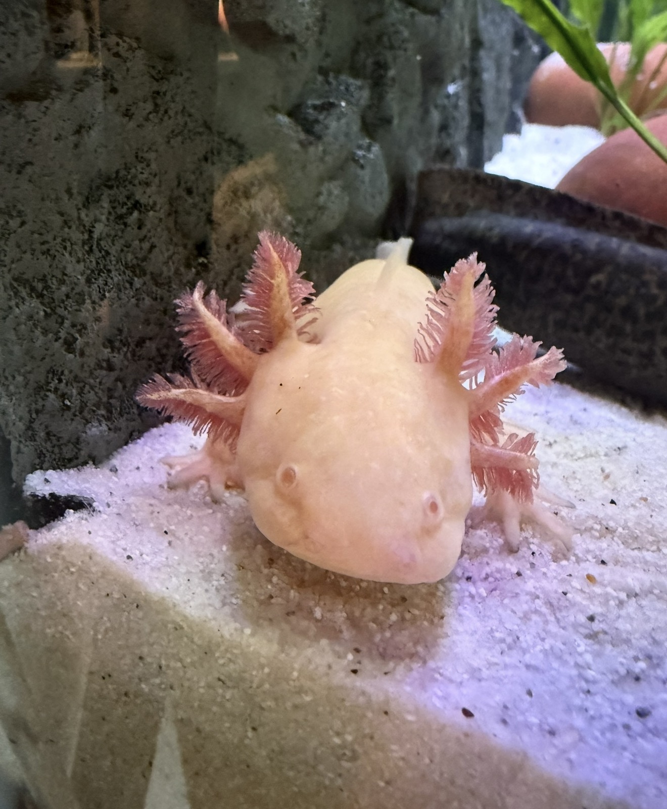 Axolotl einzeln, oder als gesamtes Set mit Aquarium und Kühler.