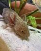 Axolotl einzeln, oder als gesamtes Set mit Aquarium und Kühler.