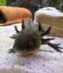 Axolotl einzeln, oder als gesamtes Set mit Aquarium und Kühler.