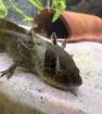 Axolotl einzeln, oder als gesamtes Set mit Aquarium und Kühler.