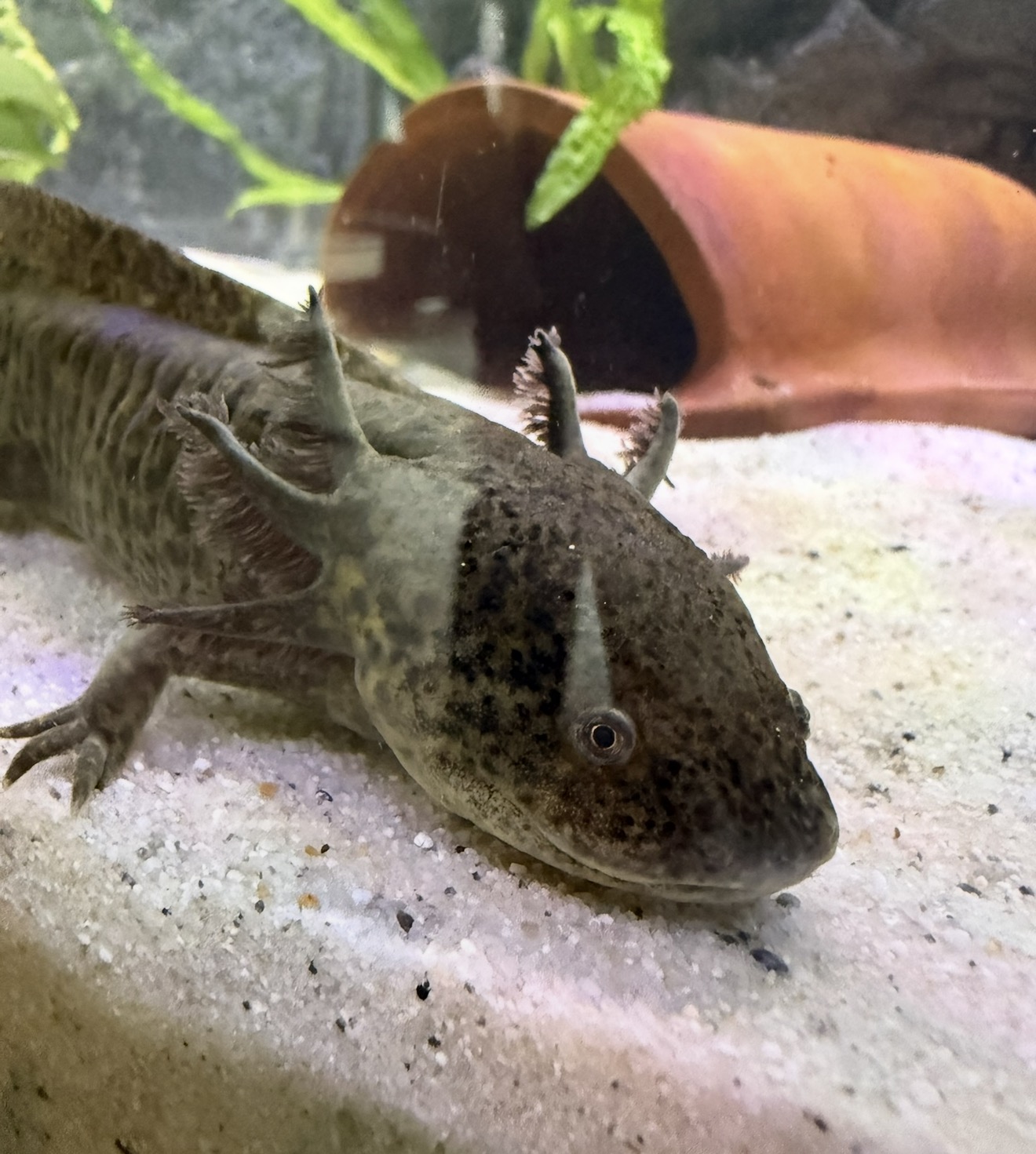 Axolotl einzeln, oder als gesamtes Set mit Aquarium und Kühler.