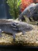 3 Axolotl zu verschenken
