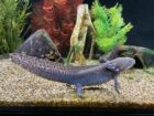3 Axolotl zu verschenken