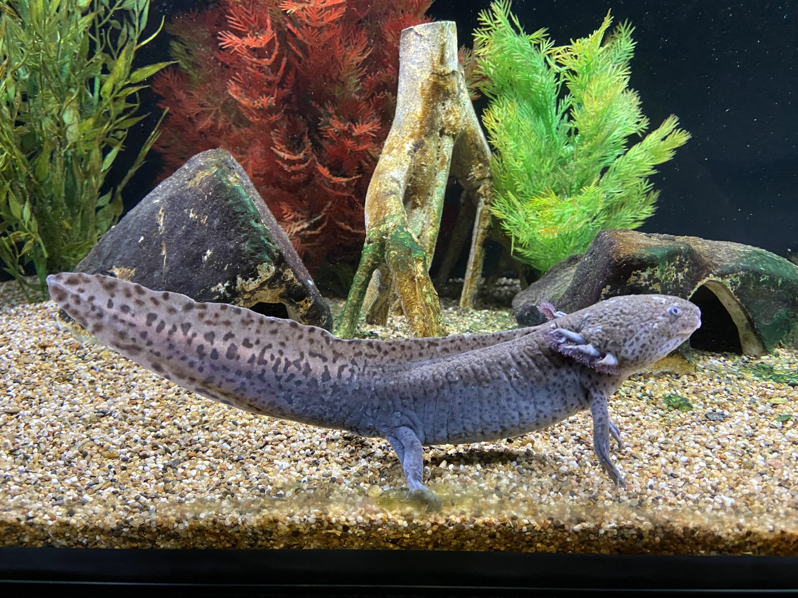 3 Axolotl zu verschenken
