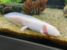 3 Axolotl zu verschenken