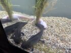 3 Gesunde Axolotl