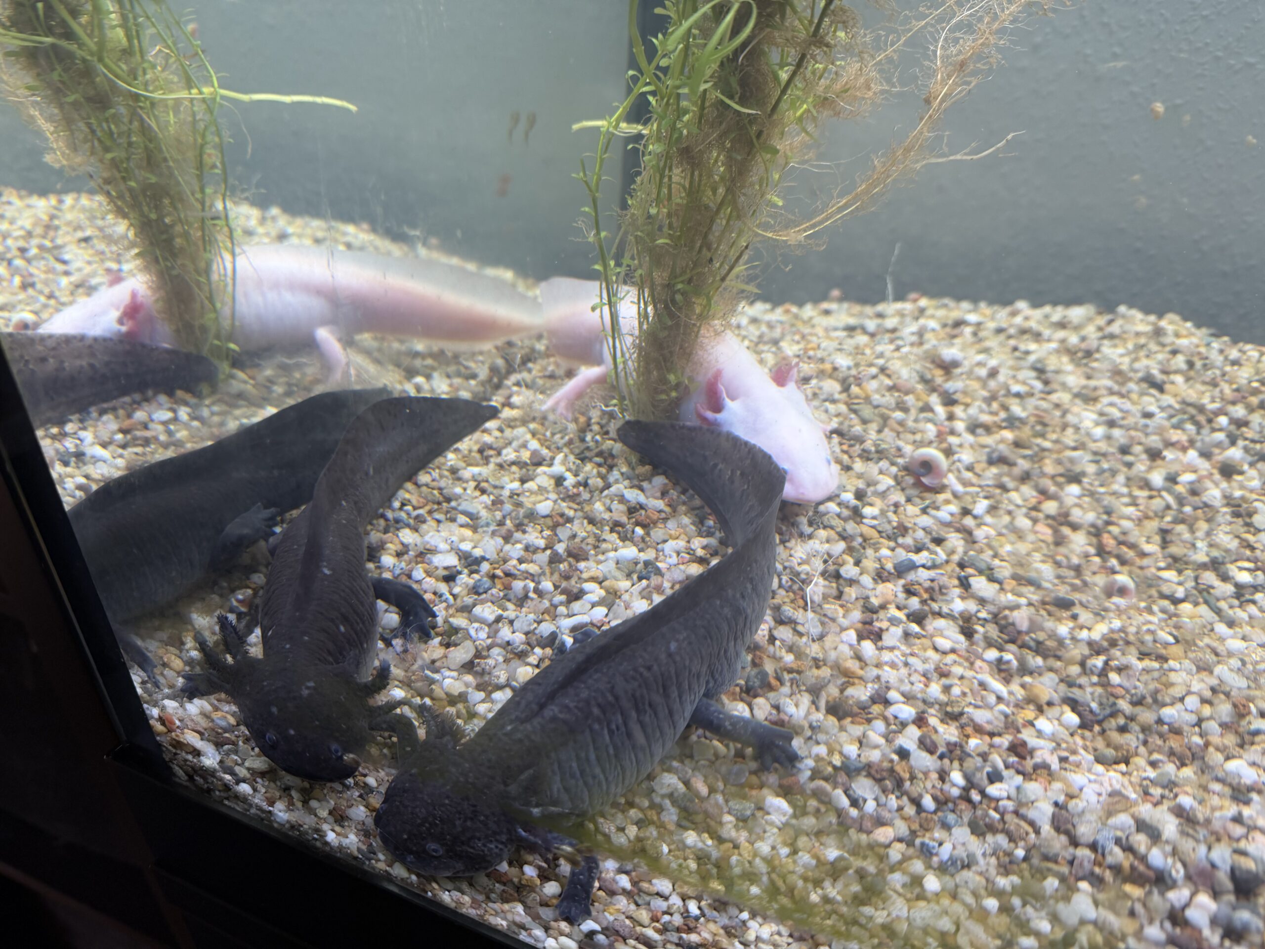 3 Gesunde Axolotl