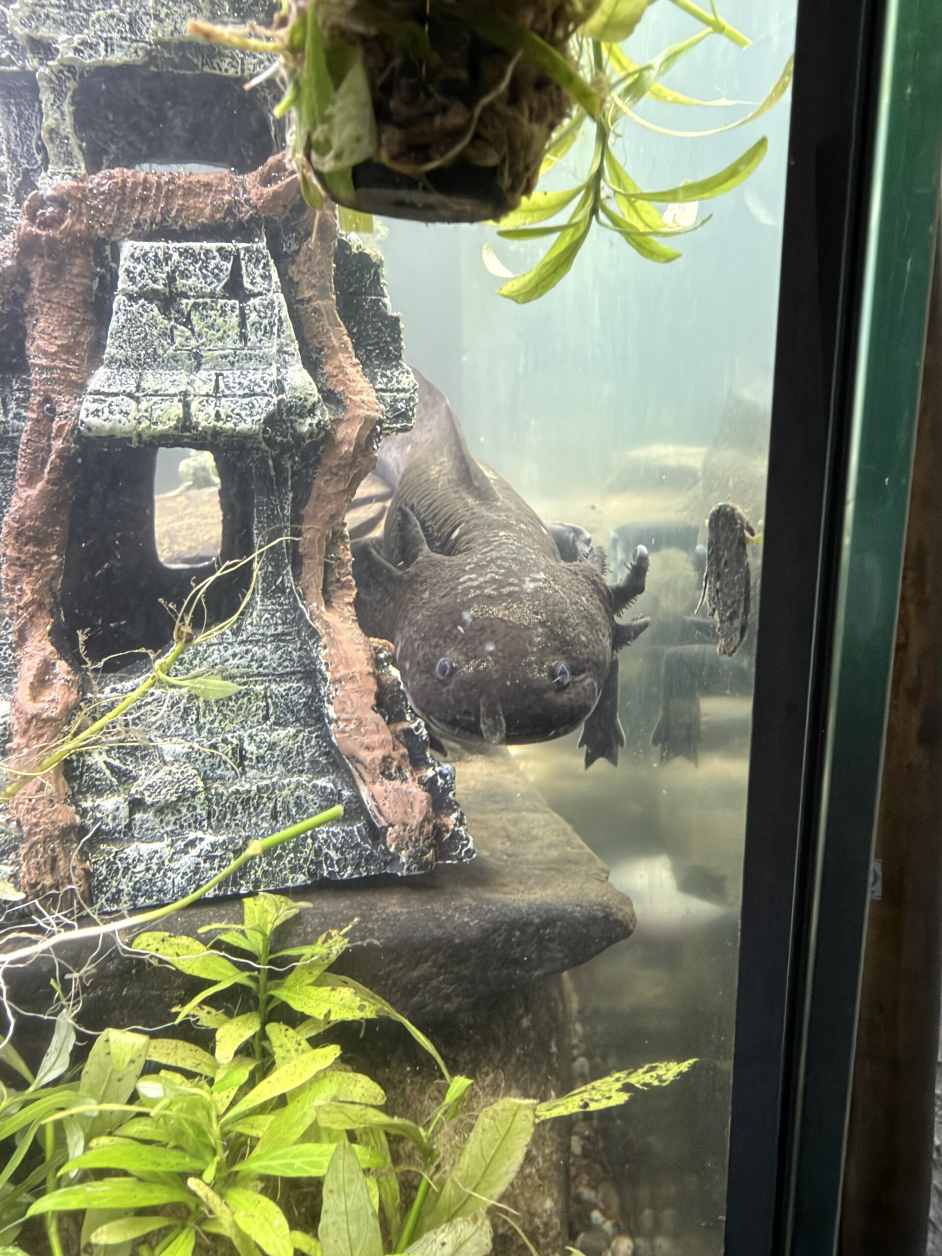 3 Gesunde Axolotl