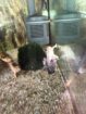 Axolotl dringend abzugeben