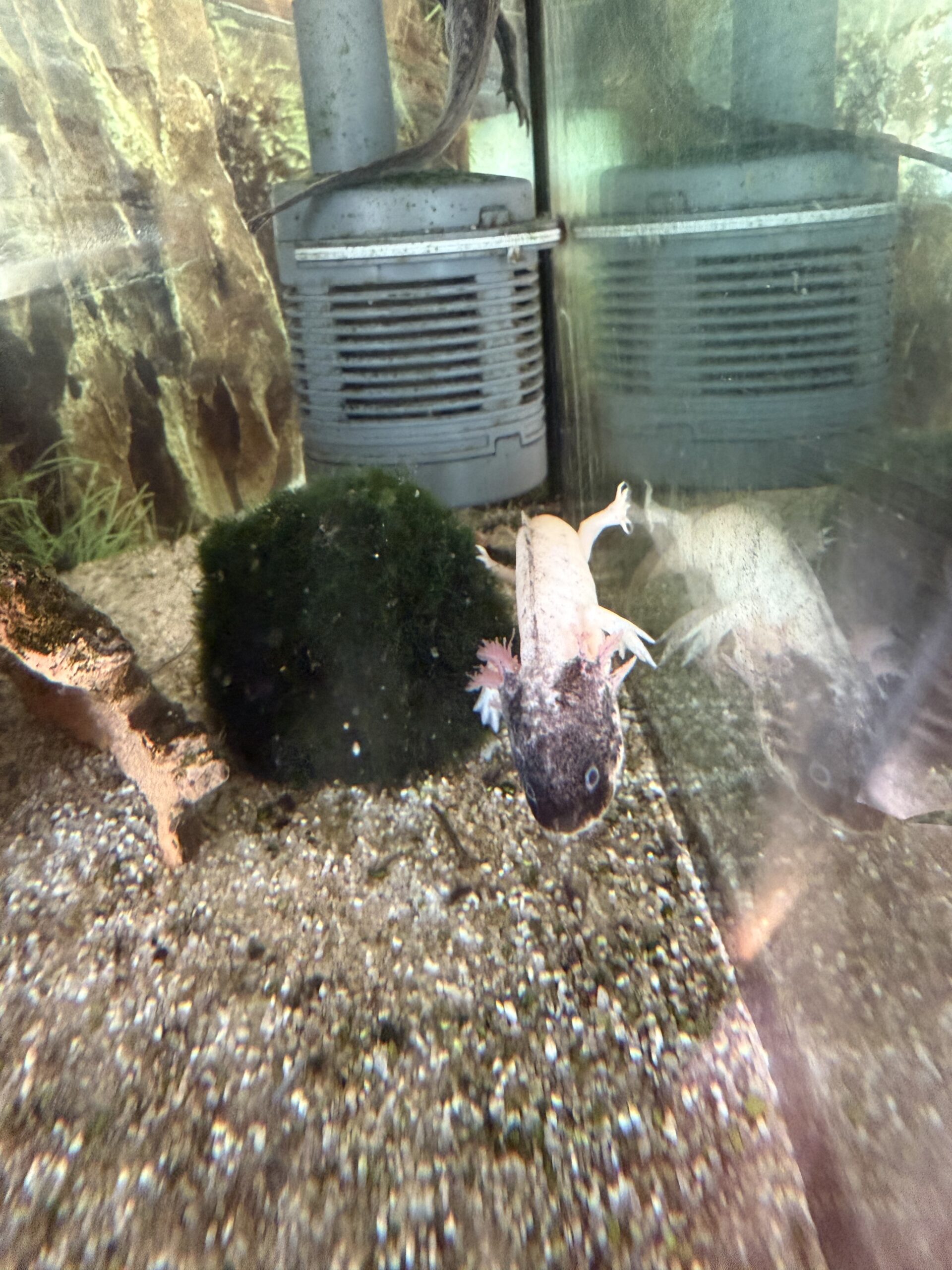 Axolotl dringend abzugeben