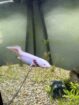 3 Gesunde Axolotl