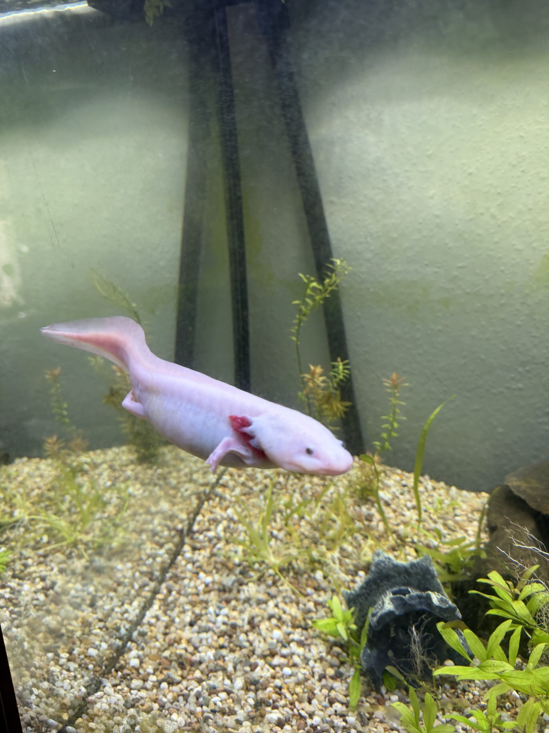 3 Gesunde Axolotl