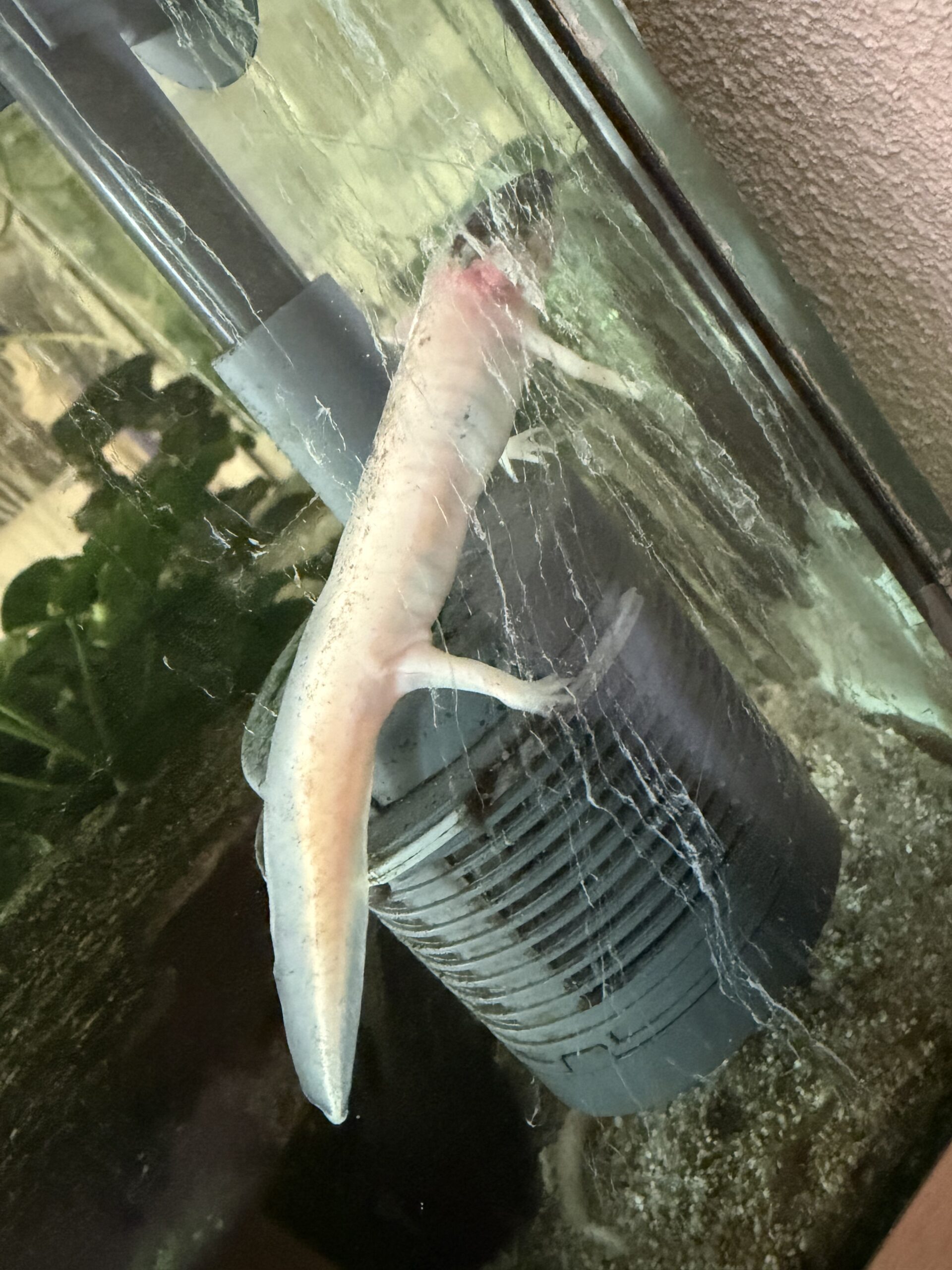 Axolotl dringend abzugeben