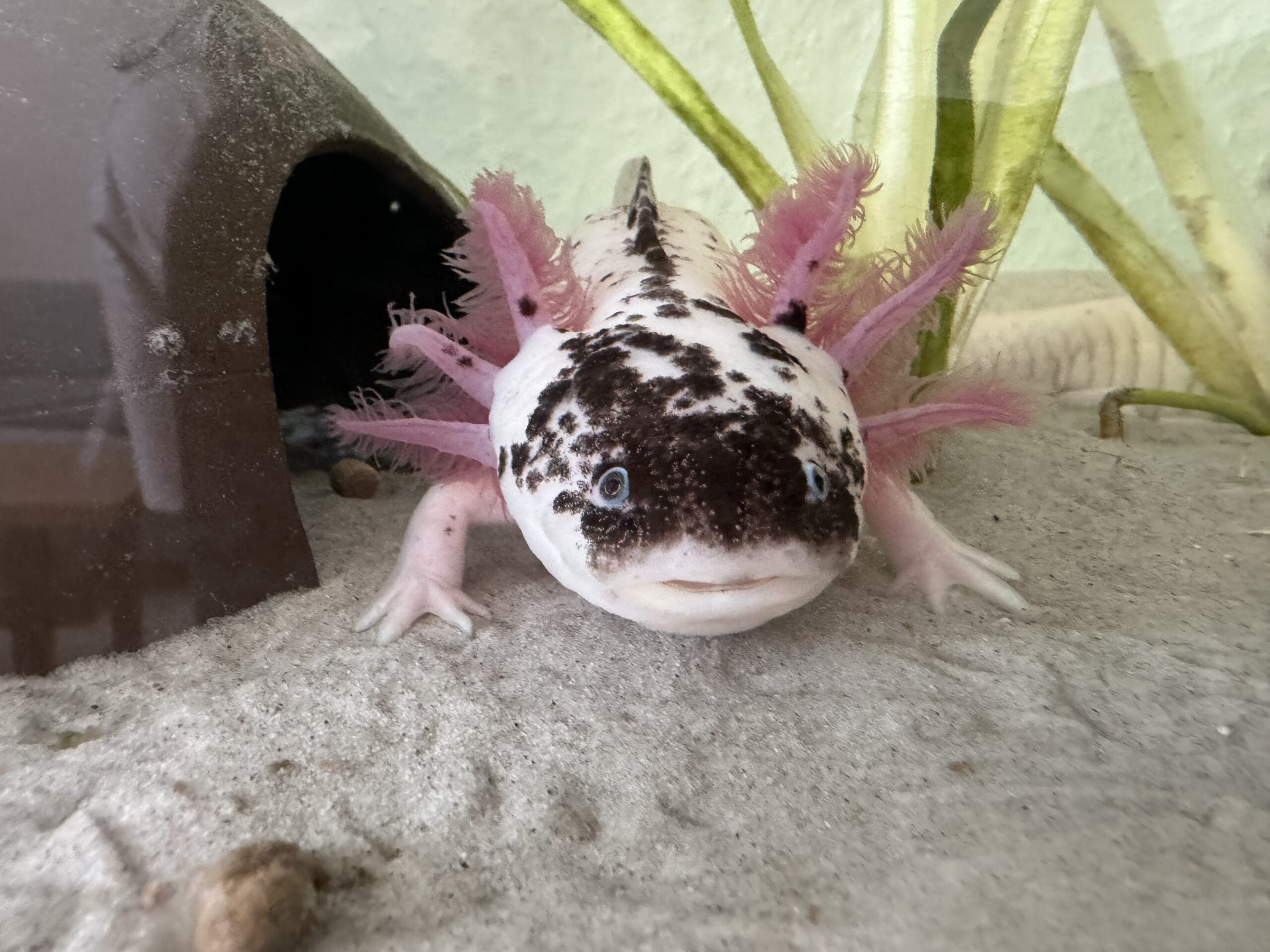 4 Axolotl inkl. Aquarium, Kühler, Pumpe
