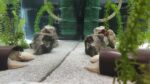 Komplettset : Aquarium und Wasserkühlung mit Zubehör und dem Axolotl