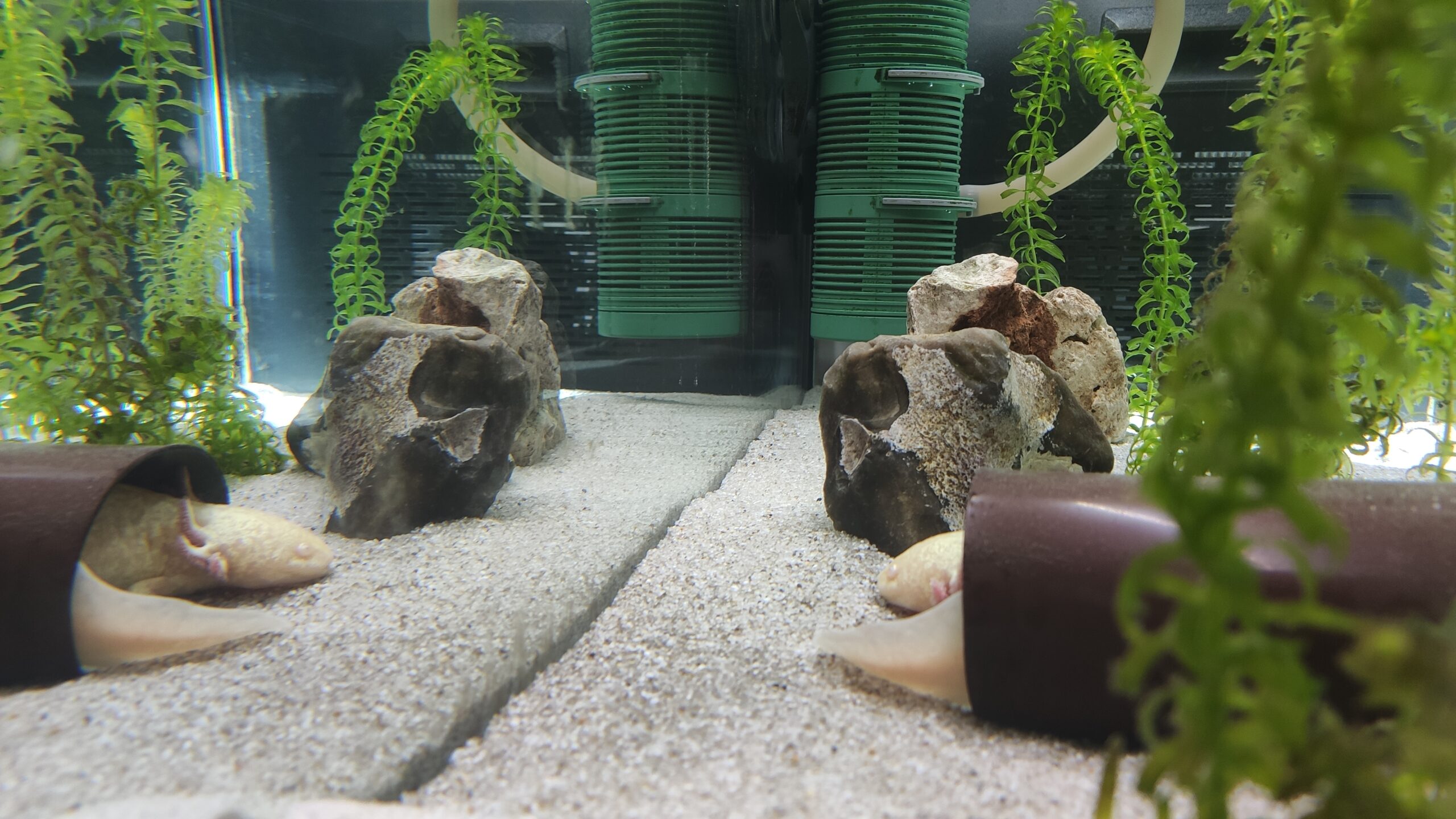 Komplettset : Aquarium und Wasserkühlung mit Zubehör und dem Axolotl