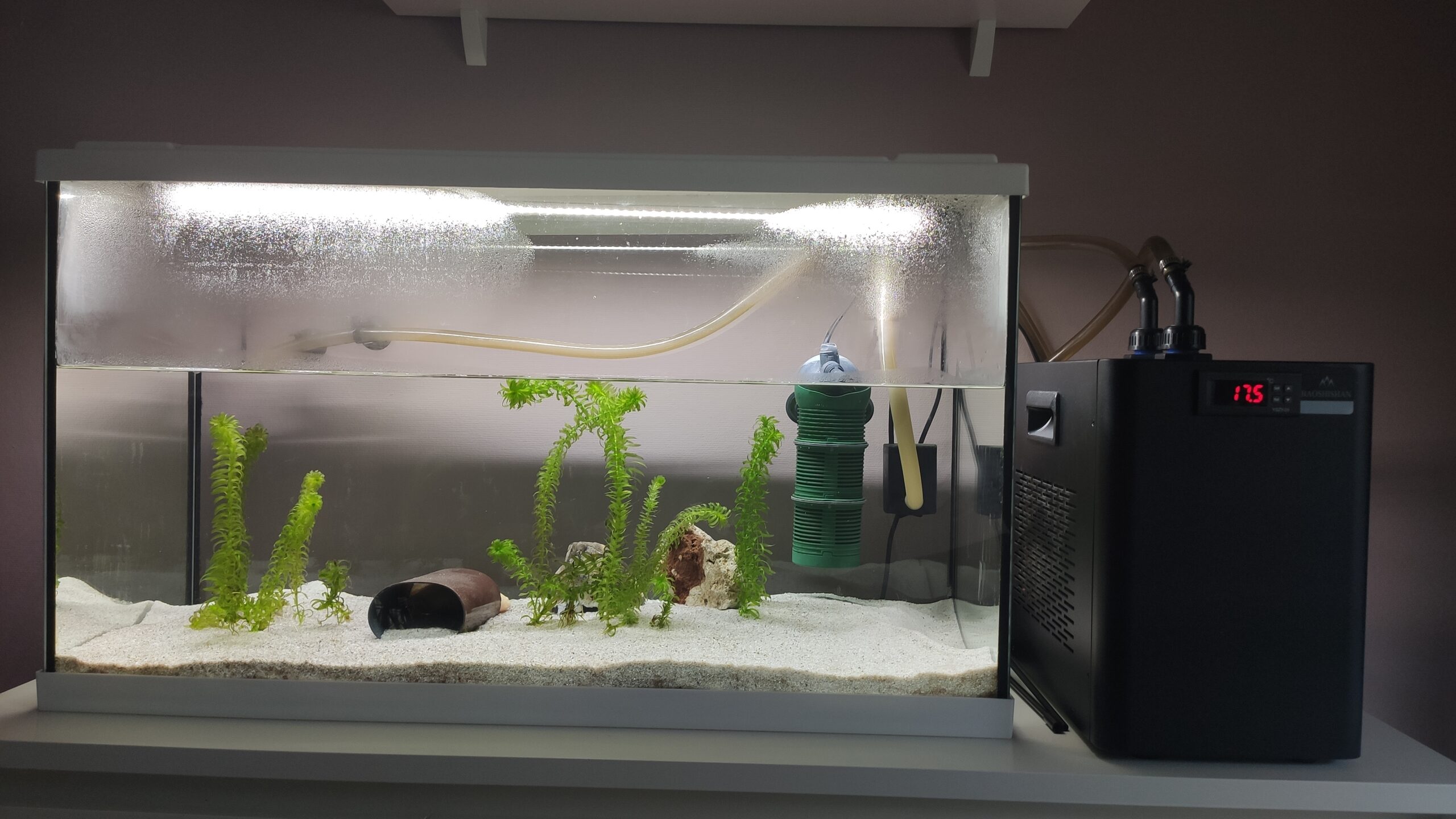 Komplettset : Aquarium und Wasserkühlung mit Zubehör und dem Axolotl