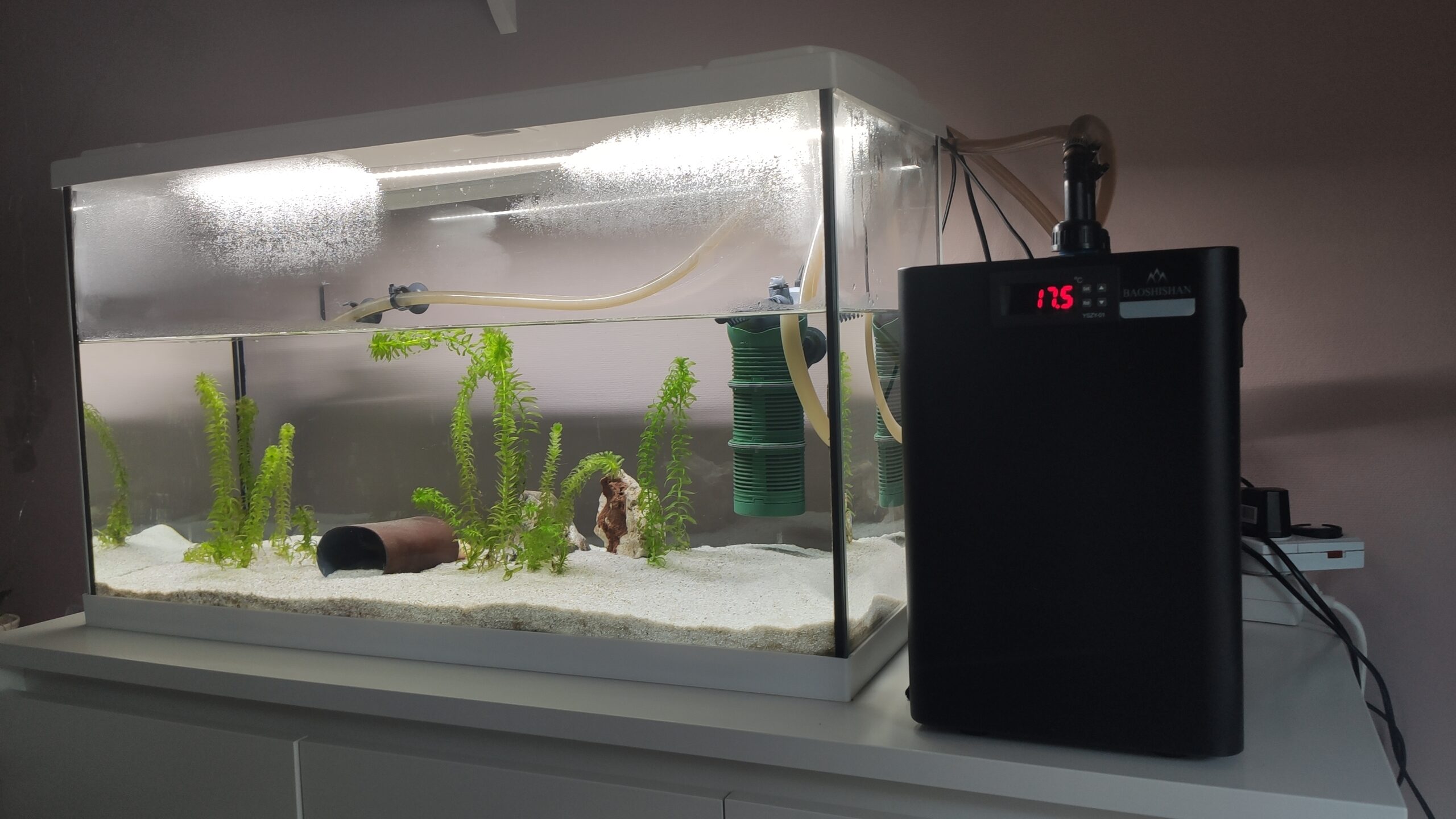 Komplettset : Aquarium und Wasserkühlung mit Zubehör und dem Axolotl