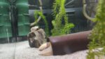 Komplettset : Aquarium und Wasserkühlung mit Zubehör und dem Axolotl