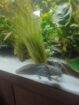Axolotl Weibchen von Dezember ’25